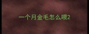一个月金毛怎么喂