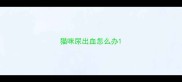 猫咪尿出血怎么办