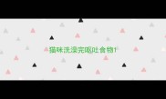 猫咪洗澡完呕吐食物