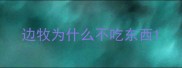 边牧为什么不吃东西