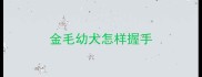 金毛幼犬怎样握手