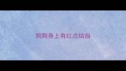 狗狗身上有红点结痂