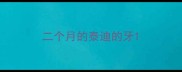 二个月的泰迪的牙