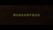 黑白颜色的狗不是边牧