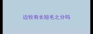 边牧有长短毛之分吗