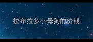 拉布拉多小母狗的价钱