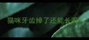 猫咪牙齿掉了还能长吗