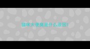 猫咪大便臭是什么原因