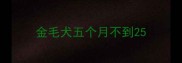 金毛犬五个月不到25
