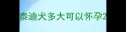 泰迪犬多大可以怀孕