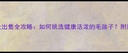 泰迪犬转让出售全攻略如何挑选健康活泼的毛孩子附送饲养指南
