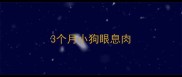3个月小狗眼息肉