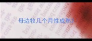 母边牧几个月性成熟