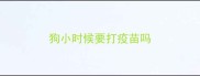 狗小时候要打疫苗吗