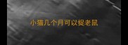 小猫几个月可以捉老鼠