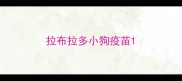 拉布拉多小狗疫苗