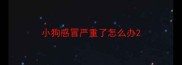 小狗感冒严重了怎么办