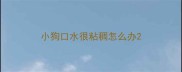 小狗口水很粘稠怎么办