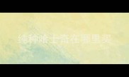 纯种哈士奇在哪里买