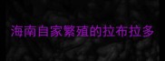 海南自家繁殖的拉布拉多