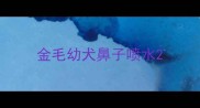 金毛幼犬鼻子喷水