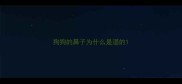 狗狗的鼻子为什么是湿的
