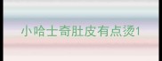 小哈士奇肚皮有点烫