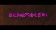 泰迪狗能不能吃香蕉