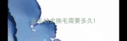 金毛幼犬换毛需要多久