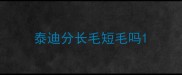 泰迪分长毛短毛吗