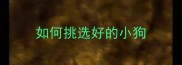 如何挑选好的小狗