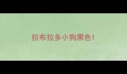 拉布拉多小狗黑色