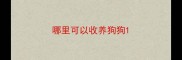 哪里可以收养狗狗
