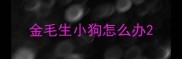 金毛生小狗怎么办