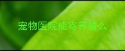 宠物医院能寄养猫么