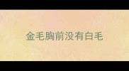 金毛胸前没有白毛
