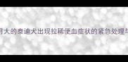三个月大的泰迪犬出现拉稀便血症状的紧急处理与深度