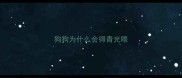 狗狗为什么会得青光眼
