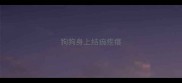 狗狗身上结痂疙瘩