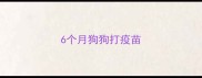 6个月狗狗打疫苗
