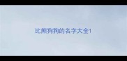 比熊狗狗的名字大全