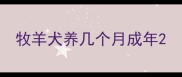 牧羊犬养几个月成年