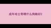 成年哈士奇喂什么狗粮好