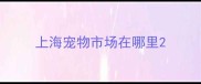 上海宠物市场在哪里