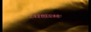 上海宠物医院体检