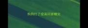 狗狗打了疫苗回家睡觉