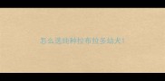 怎么选纯种拉布拉多幼犬