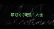 最萌小狗照片大全