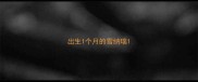 出生1个月的雪纳瑞