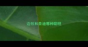 边牧和泰迪哪种聪明